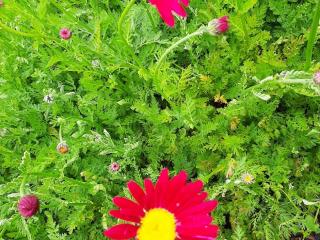 Tanacetum coccineum 'Robinson's Red'