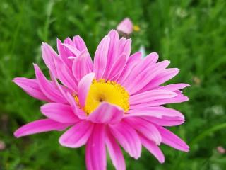 Tanacetum coccineum 'Robinson's Rose'