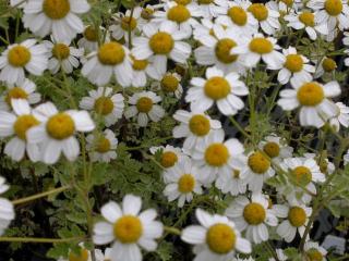 Tanacetum niveum 'Jackpot'