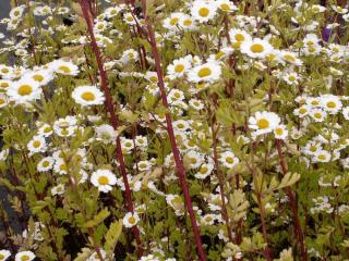 Tanacetum parthenium