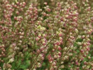 Tellima grandiflora 'Rubra'