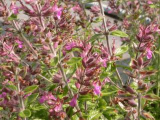 Teucrium chamaedrys