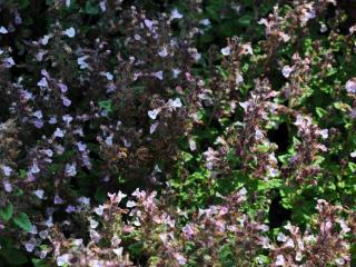 Teucrium chamaedrys 'Nanum'