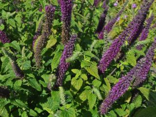 Teucrium hyrcanicum 'Paradise Delight'