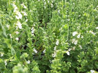 Teucrium lucidrys 'Alba'