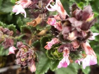 Teucrium lucidrys 'Pain de Sucre'