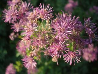 Thalictrum aquilegifolium