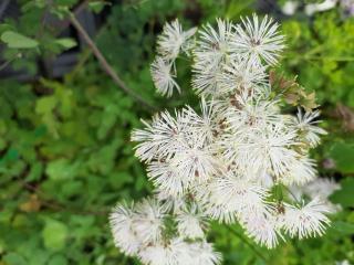 Thalictrum aquilegifolium 'Album'