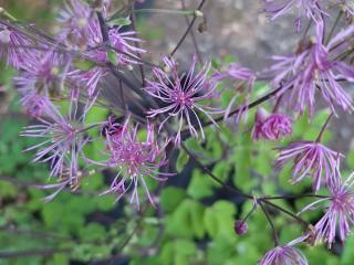 Thalictrum aquilegifolium 'Black Stockings' ®