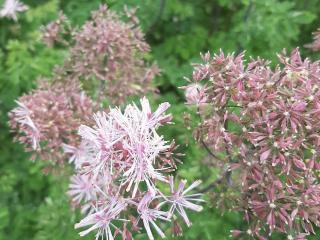 Thalictrum aquilegifolium 'Nimbus Pink' ®