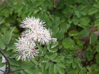 Thalictrum aquilegifolium 'Nimbus White' ®