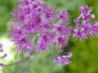 Thalictrum aquilegifolium 'Thundercloud'