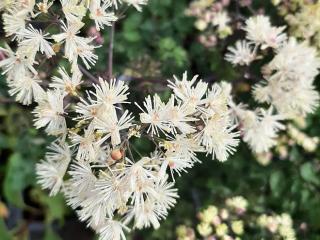 Thalictrum aquilegifolium 'White Cloud' ®