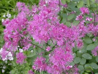 Thalictrum delavayi