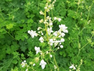 Thalictrum delavayi 'Album'