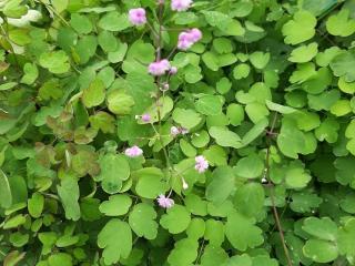 Thalictrum delavayi 'Hewitts Double'