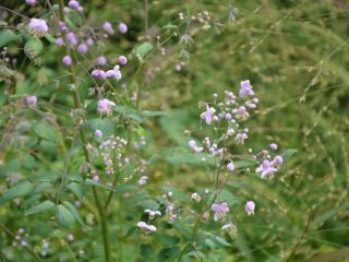 Thalictrum hybride 'Elin'