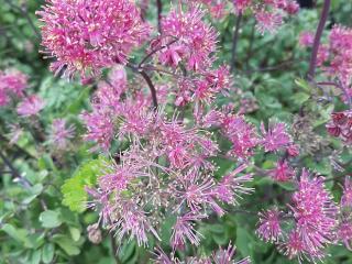 Thalictrum hybride 'Little Pinkie'