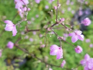 Thalictrum hybride 'Splendide' ®