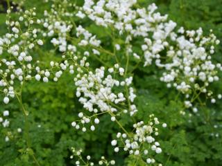 Thalictrum hybride 'Splendide White' ®