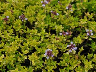 Thymus citriodorus 'Aureus'