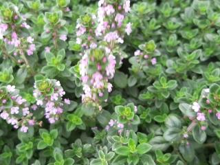 Thymus citriodorus 'Lemon'