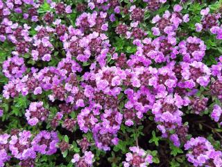 Thymus citriodorus 'Silver Queen'