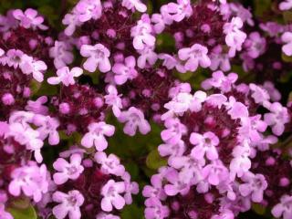 Thymus hybride 'Doone Valley'