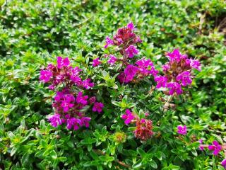 Thymus praecox 'Coccineus'