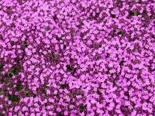Thymus praecox 'Purple Beauty'