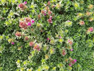 Thymus praecox 'Red Carpet'