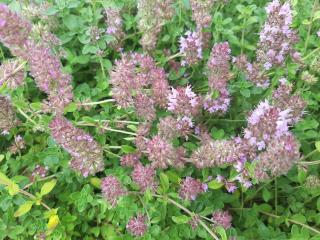 Thymus serpyllum