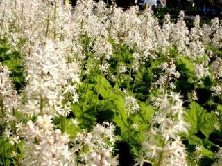 Tiarella cordifolia