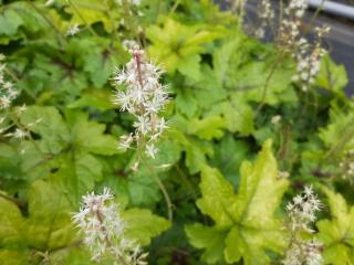 Tiarella cordifolia 'Jeepers Creepers' ®