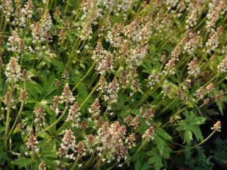 Tiarella cordifolia 'Moorgrun'