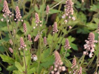 Tiarella cordifolia 'Pink Bouquet'