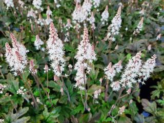 Tiarella cordifolia 'Pink Skyrocket' ®