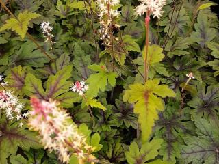 Tiarella cordifolia 'Sugar and Spice' ®