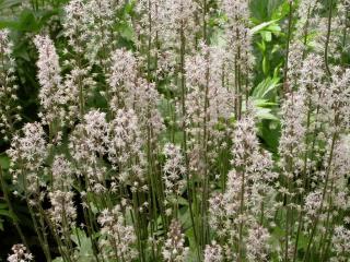 Tiarella cordifolia 'Skeleton Key'