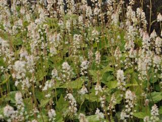 Tiarella wherryi