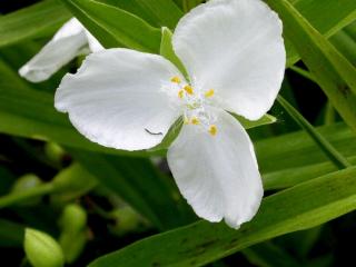 Tradescantia hybride 'Innocence'