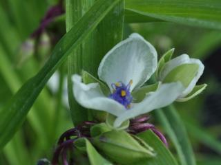 Tradescantia hybride 'Osprey'