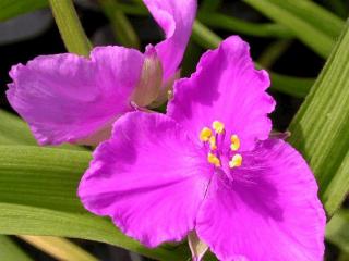 Tradescantia hybride 'Rubra'