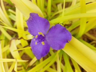 Tradescantia hybride 'Sweet Kate' ®