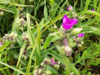 Tradescantia hybride 'Valour'