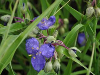 Tradescantia hybride 'Zwanenburg Blue'