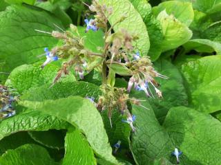 Trachystemon orientalis