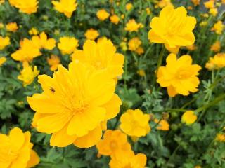 Trollius chinensis 'Golden Queen'