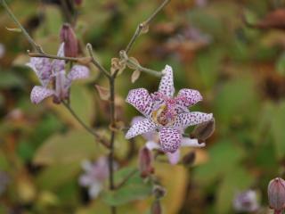 Tricyrtis formosana