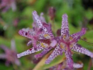 Tricyrtis formosana 'Dark Beauty'